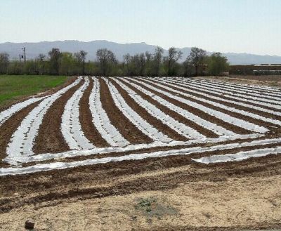 اجاره گاوداری پرواری در تهران2