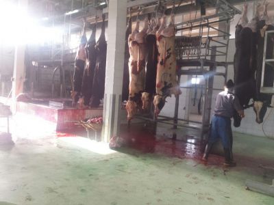 فروش گوشت گاوی0