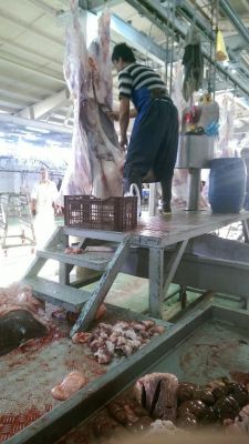 فروش گوشت گاوی ایرانی0
