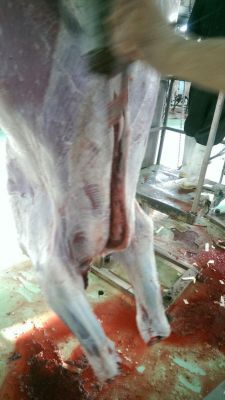 فروش گوشت گاوی گرم0