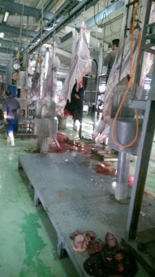 فروش فیله گاو0