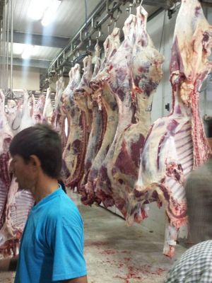 فروش فیله گاو به صورت عمده0