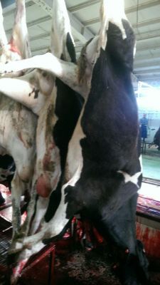 فروشنده راسته گاو0