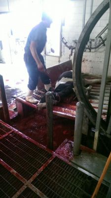 فروش راسته گاو با کیفیت0