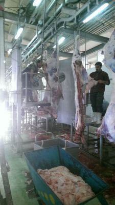 فروش راسته گاو به صورت عمده به تمام نقاط ایران0