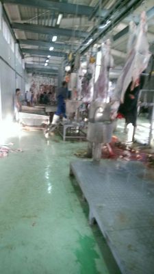 فروش ماهیچه صادراتی0