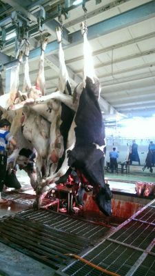 فروشنده قلوه گاه گاوی ارزان قیمت0