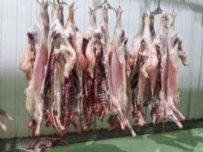 فروشنده گوشت گوسفند ارگانیک0