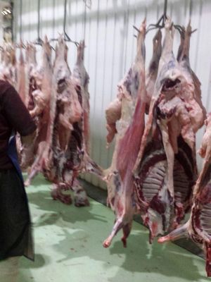 فروش عمده گوشت گوسفند ارگانیک0