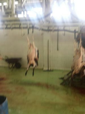 فروشنده فیله گوسفند ارگانیک0