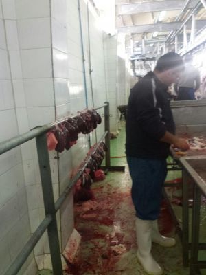 فروشنده جگر گوسفند ارگانیک0