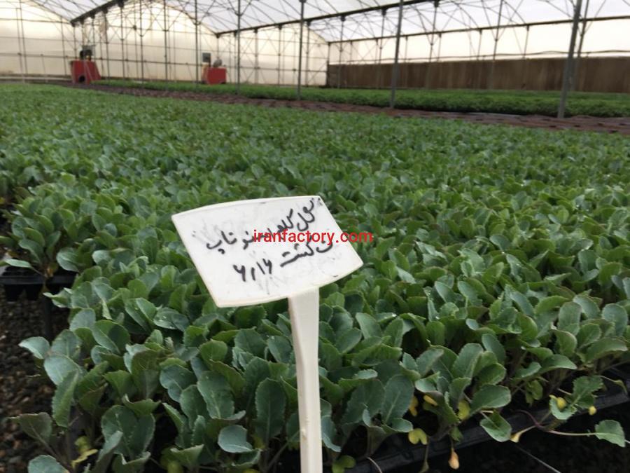 فروش گلخانه در قزوین2