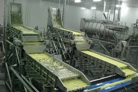 فروش خط تولید سیب زمینی نیمه آماده french fries0