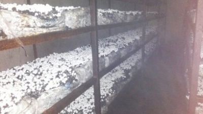 فروش ویژه ی کارخانه ی قارچ-فروش کارخانه قارچ در ملارد شهریار7