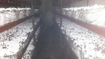 فروش ویژه ی کارخانه ی قارچ-فروش کارخانه قارچ در ملارد شهریار9