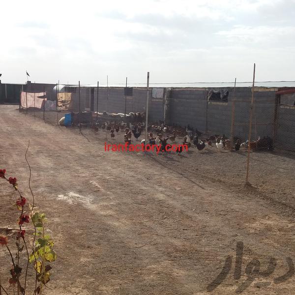 فروش دامداری در کمشچه اصفهان2