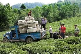 İran çay satışı2