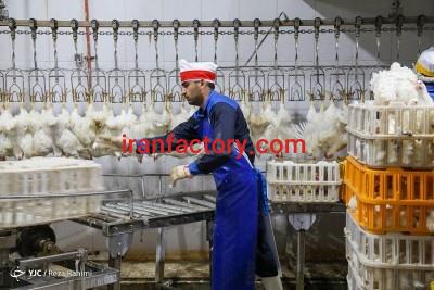 فروش کشتارگاه صنعتی طیور0