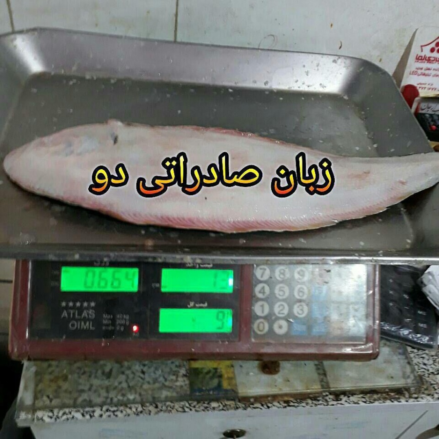 ماهی زبان فیله0