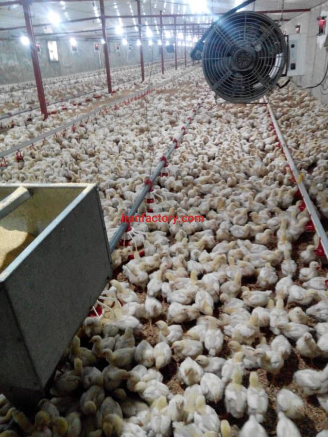 فروش مرغداری گوشتی 30000 تایی در تهران2