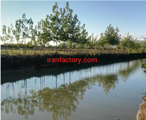 فروش 20000 متر باغ شلیل و حوضچه پرورش ماهی در ساری0