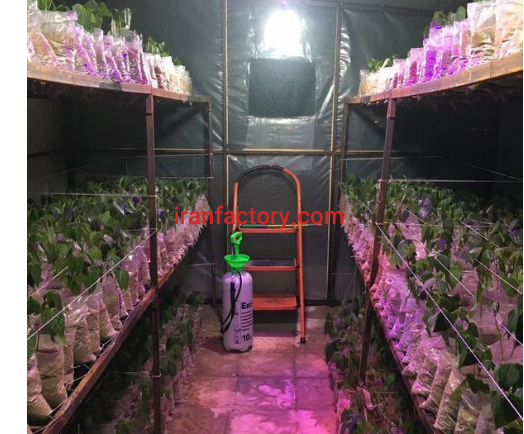 تولید محصول گیاهی در نیشابور0