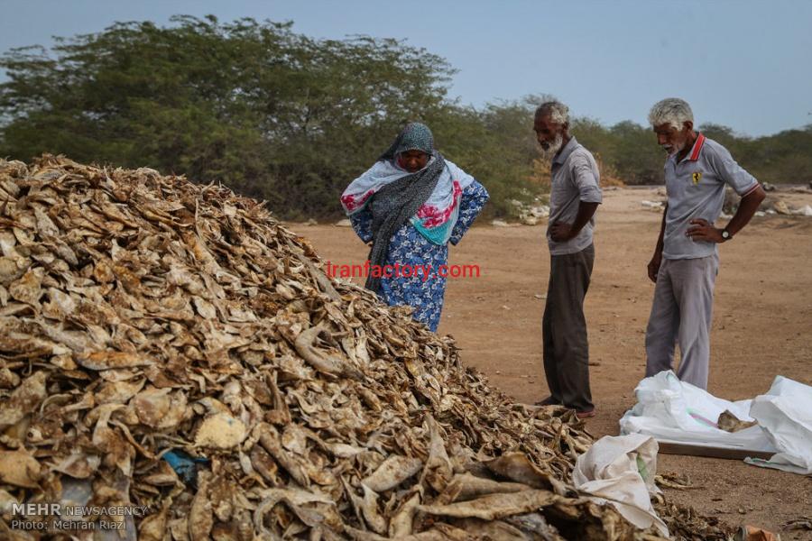 فروش ماهی خشک شده مخلوط ، خرید ماهی خشک شده مخلوط برای تولید پودر ماهی3