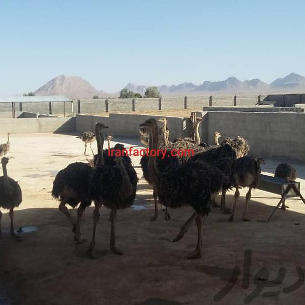 فروش مزرعه پروش شتر مرغ در جاده اصفهان شیراز0