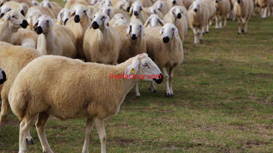 فروش دام زنده تهران0
