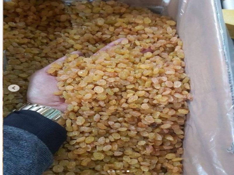 فروش کارخانه سورتینگ کشمش و خشک کن میوه3