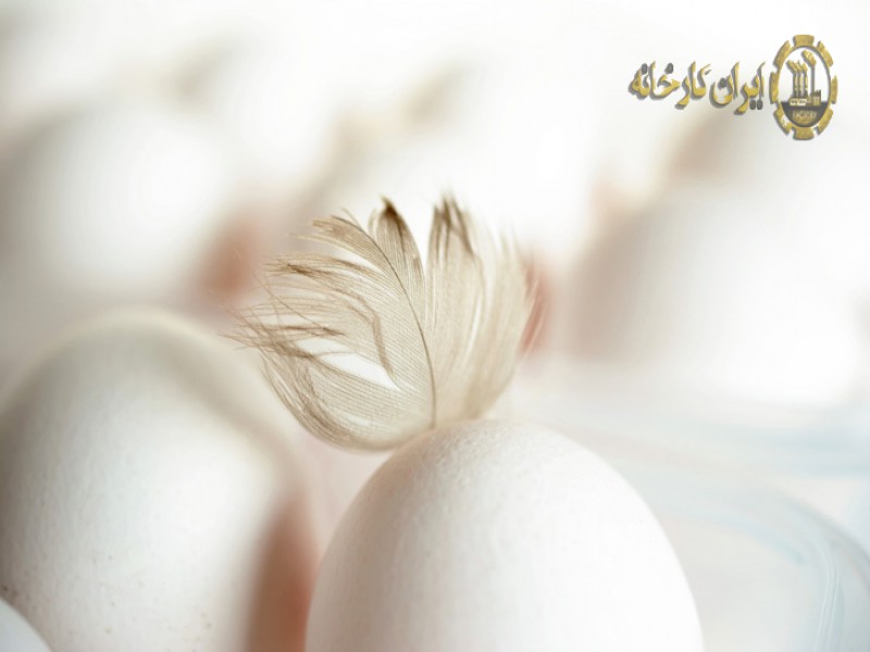 واردات تخم مرغ درجه یک شرکت تجاری بازرگانی آریا ساویس0