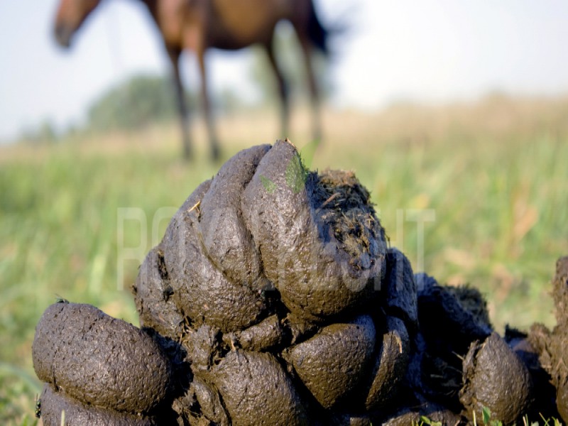 کود اسبی باکیفیت و مرغوب0