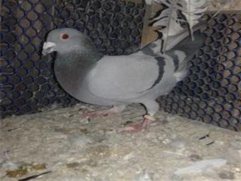 قیمت فروش کود کبوتر0