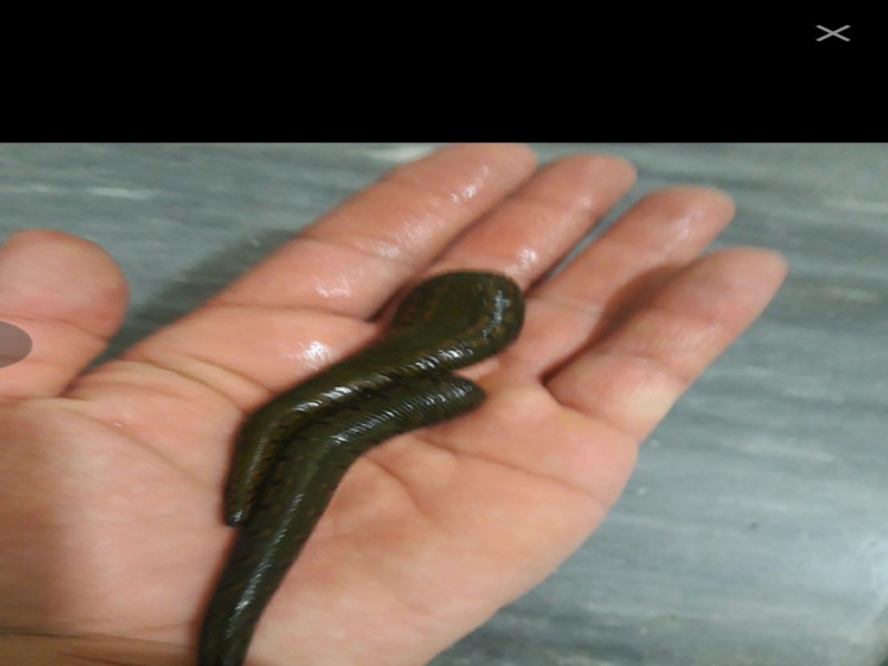 قیمت فروش زالو1