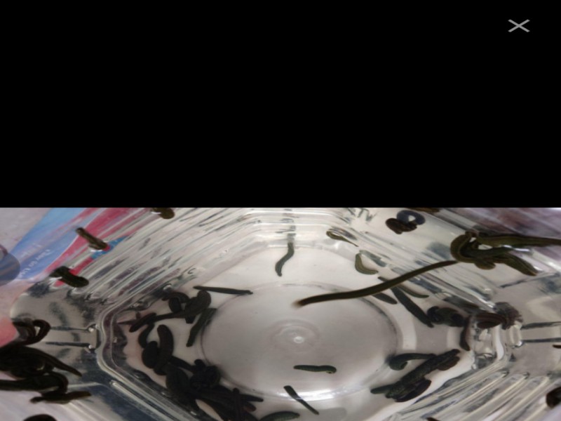 قیمت فروش زالو2