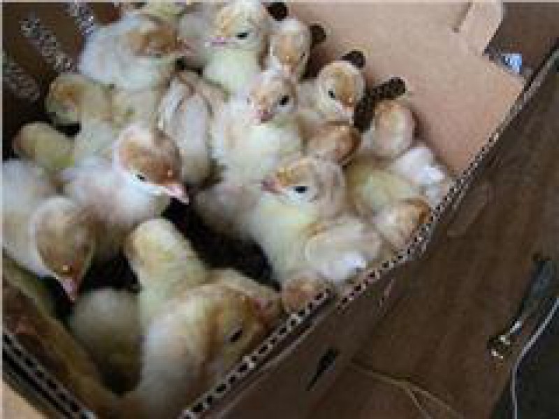 فروش جوجه بوقلمون در سراسر کشور0