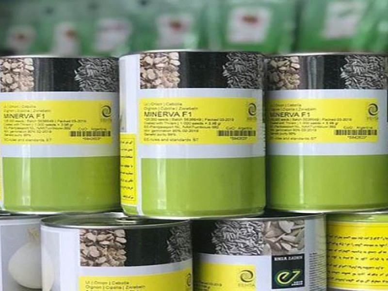 قروش بذر پیاز مینروا0