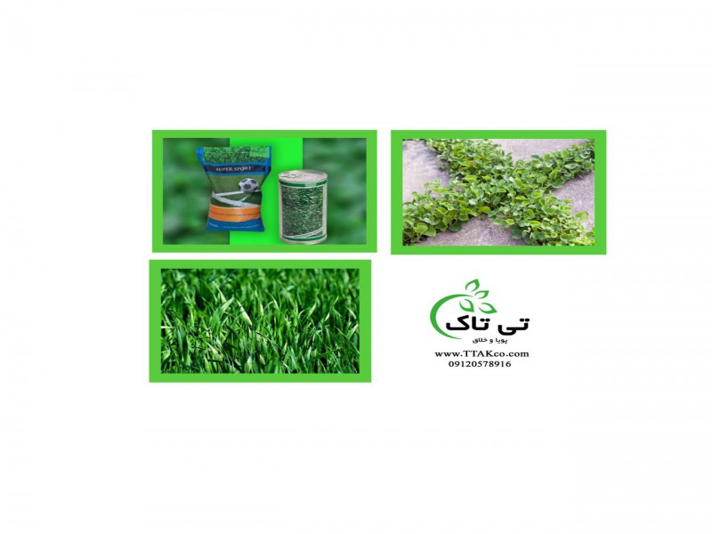 فروش بذر شبدر0