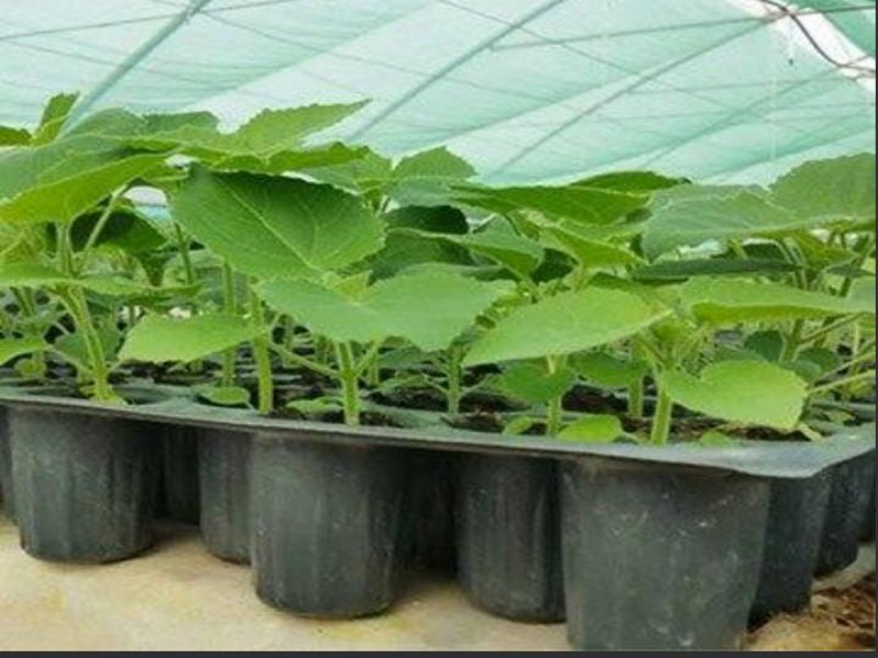 فروش نهال پالونیا رقم شن تونگ شرکت صنایع کود مارال1