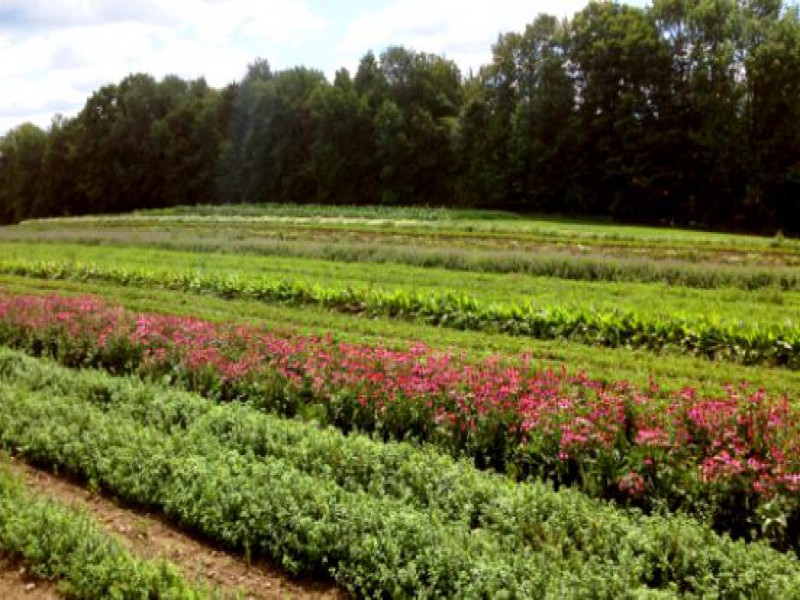 کود نیترات منیزیم با کیفیت صنایع کود مارال 0