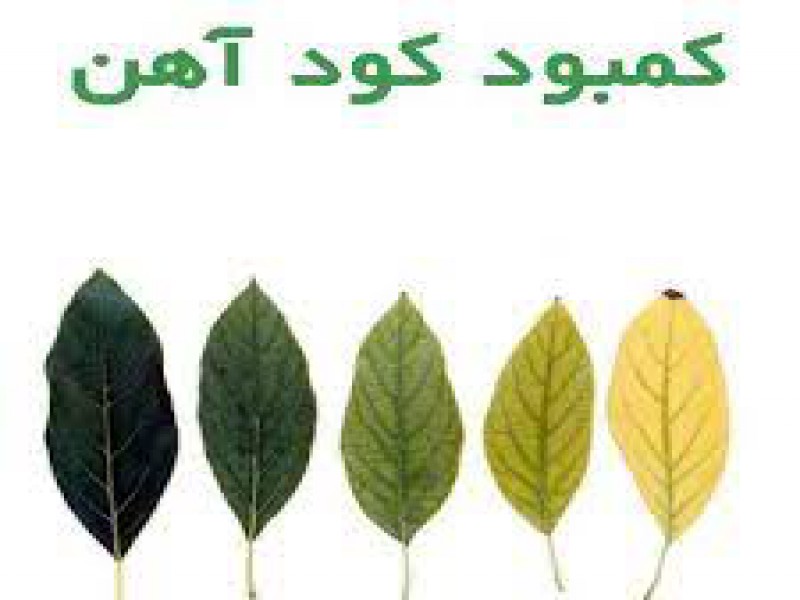 کود آهن غنی شده صنایع کود مارال 0
