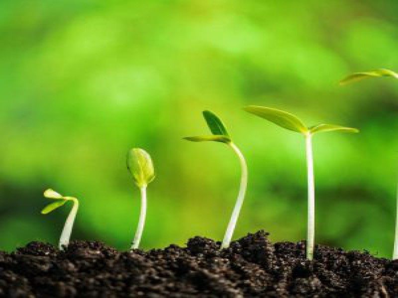 فروش هورمون سیتوکینین صنایع کود مارال 0