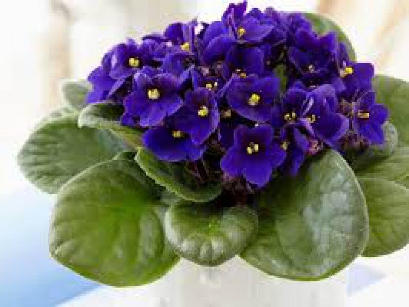 کود مخصوص گل دهی صنایع کود مارال 1