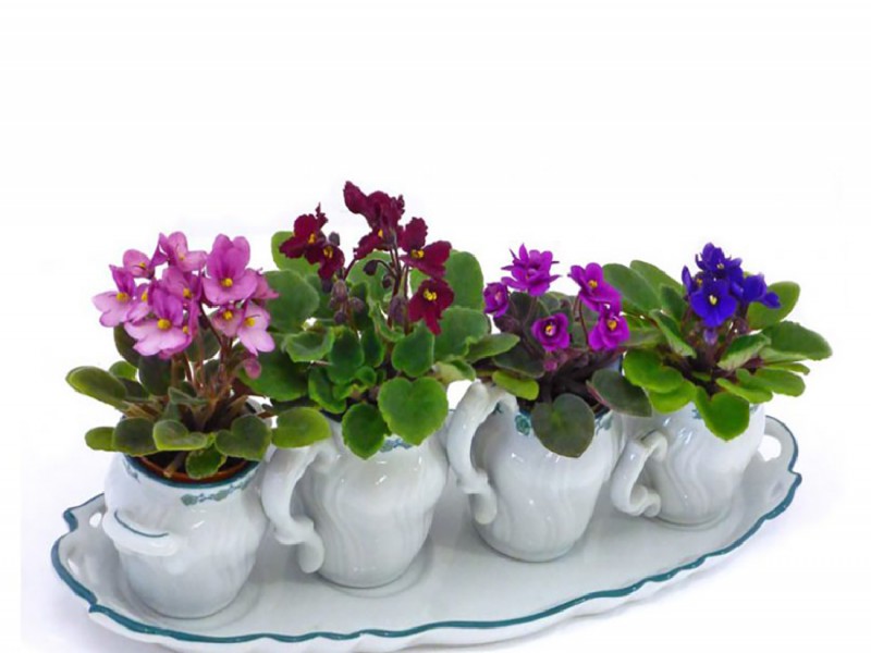 کود مخصوص بنفشه آفریقایی صنایع کود مارال 0