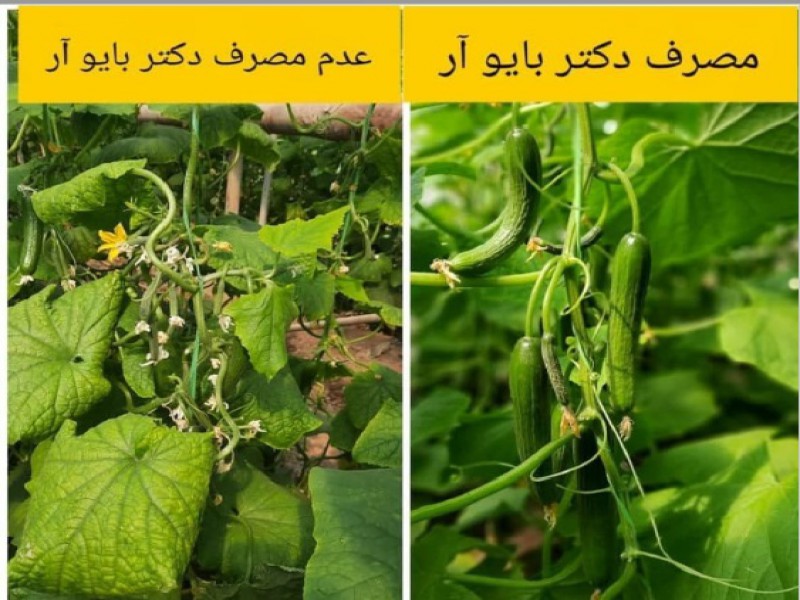 فروش کود بیولوژیک ریشه زا دکتر بایو1