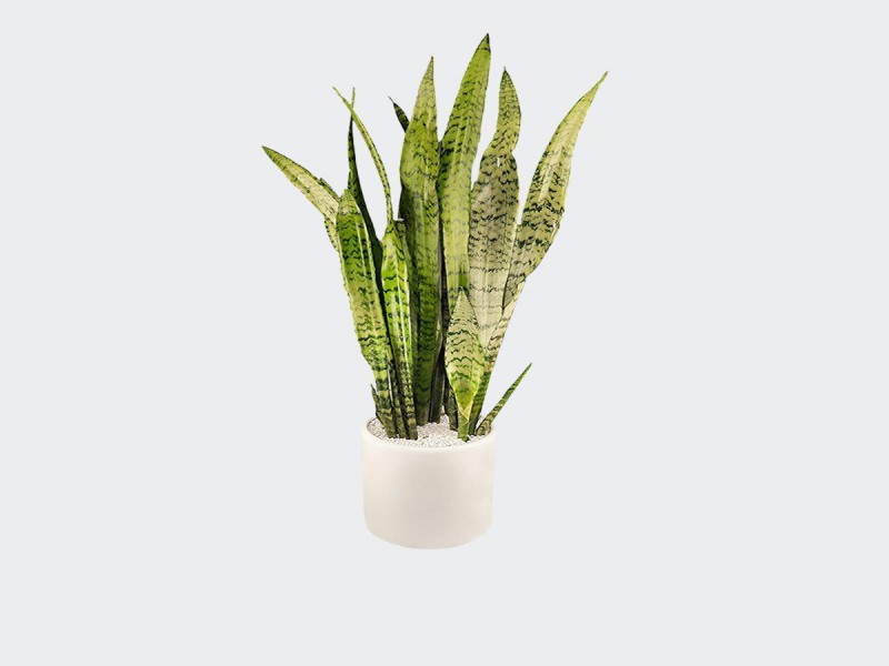 فروش خاک سانسوریا صنایع کود مارال0