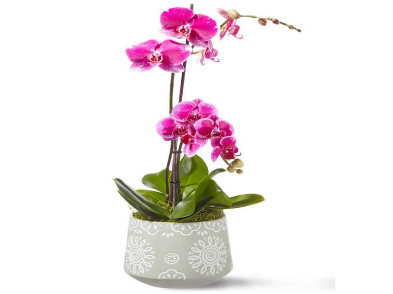 فروش خاک ارکیده 2 لیتری صنایع کود مارال0