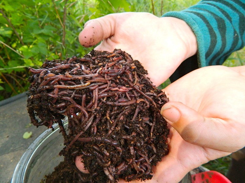 فروش کود ورمی کمپوست خالص بیست کیلویی صنایع کود مارال0