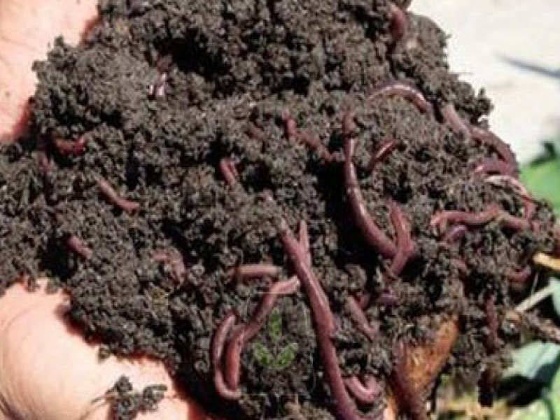 فروش کود ورمی کمپوست خالص هفت کیلویی صنایع کود مارال0