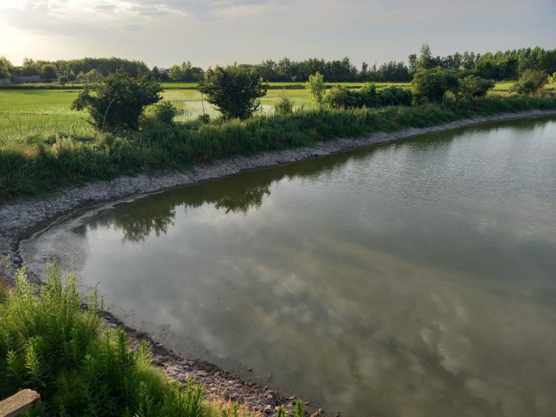 فروش زمین استخر ماهی 6000 متری در لاهیجان6